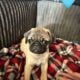 Adorable 8-Week-Old Pug Puppies(2 male, 3 female)