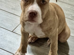 Gorgeous Female Pit Puppy