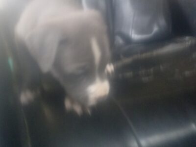 American Blue nose pitbull