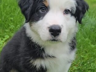 Australian shepherd puppy