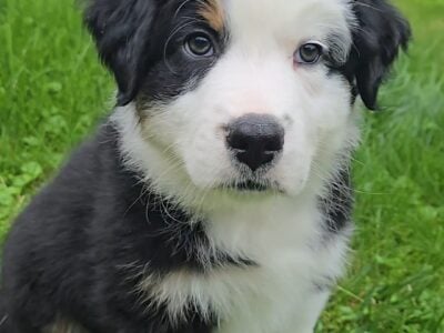 Australian shepherd puppy