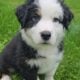 Australian shepherd puppy