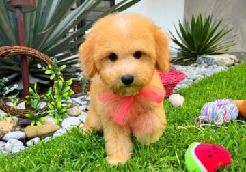 Maltipoo Puppies 🐶