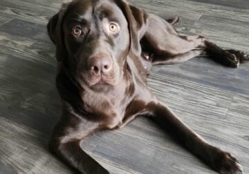 Chocolate lab