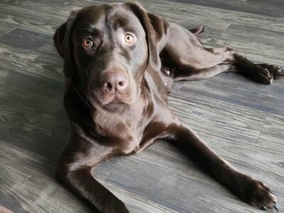 Chocolate lab