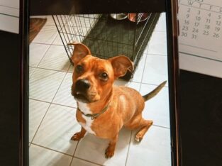 American Staffordshire looking for a new home