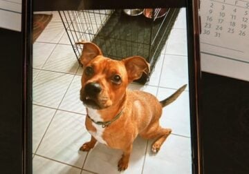 American Staffordshire looking for a new home