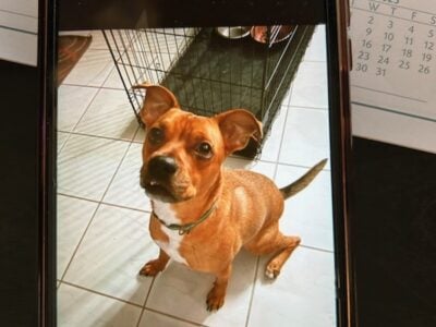 American Staffordshire looking for a new home