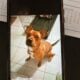 American Staffordshire looking for a new home