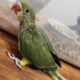 Male Indian Ringneck