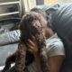 Standard Poodle