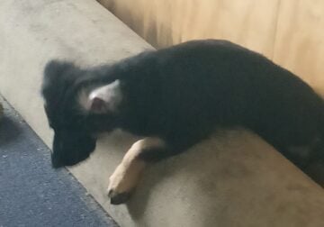 Purebred All Black German Shepherd Puppies