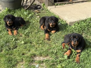 Precious Rottweiler pups. Ready to Go!
