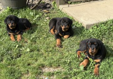 Precious Rottweiler pups. Ready to Go!