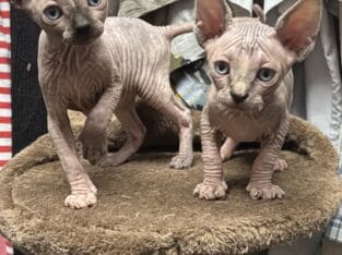 Beautiful Sphynx kittens