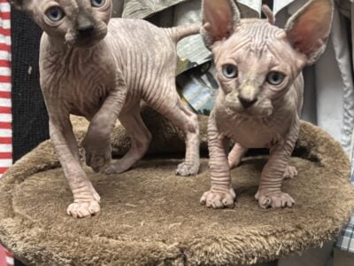 Beautiful Sphynx kittens