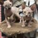 Beautiful Sphynx kittens