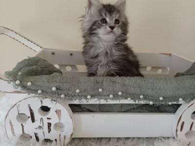 Maine Coon Silver Female.