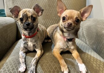 Re-homing 2 small Chihuahua’s