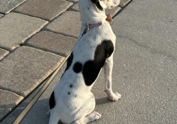 Dog, Lulu