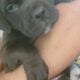 Bully Puppies Ready for Homes!