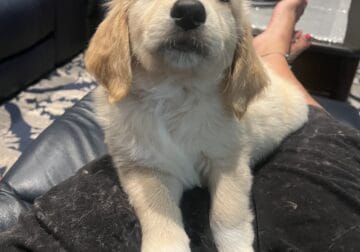 Golden doodle puppy