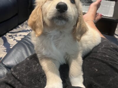 Golden doodle puppy