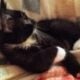 Maine Coon Mix Kittens need good Homes