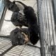 Rottweiler pups akc
