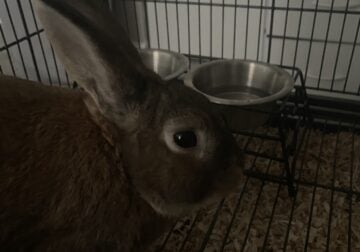 4 year old rabbit named bambi (bombom for nickname