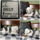 Breezy Female IOEBA Olde English Bulldogge