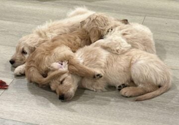 F1 Goldendoodle Puppies
