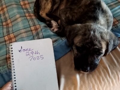 Pitbull terrier mix Siberian husky