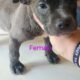 Bully puppies