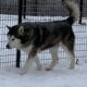 Alaskan malamute for adoption