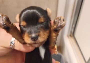 traditional yorkie