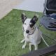 Zoie needs a home