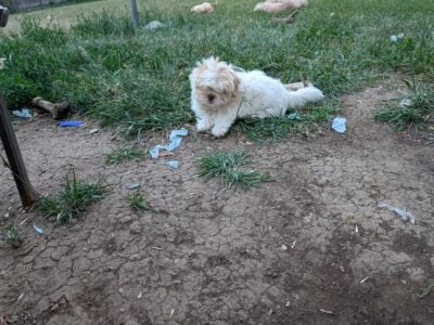 Shih Tzu pups