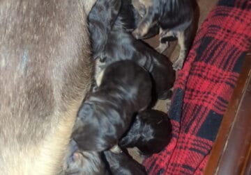 Puppies born june 11 2025