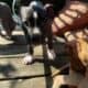 XL American Bully x APBT puppies!