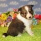 AKC Sheltie Puppies Ready Now Sable and Tricolor
