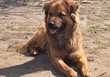 Puppy Abandoned and Hit by Car, ready for new home