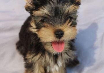 Yorkie puppy male 2