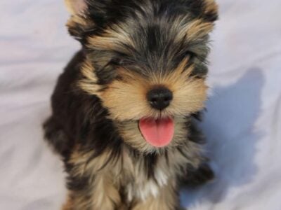 Yorkie puppy male 2