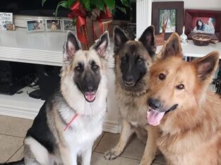AKC German Shepherd Puppies