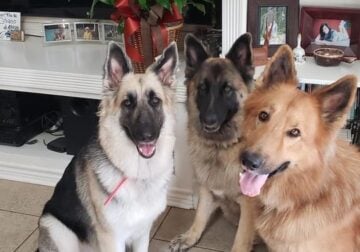 AKC German Shepherd Puppies