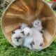 Ragdoll Kitties