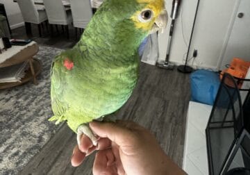 Male and female Double yellow Amazon parrot