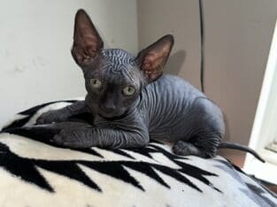 SPHYNX KITTENS / males