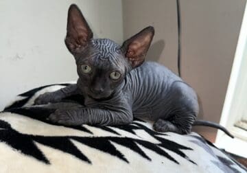 SPHYNX KITTENS / males